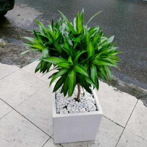 Trúc Bách hợp (Chậu + Cây)  