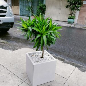 Trúc Bách hợp (Chậu + Cây)  