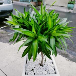 Trúc Bách hợp (Chậu + Cây)  