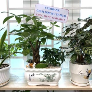 Chậu cây xanh quà tặng sinh nhật nhân viên Cây + Chậu Cây xanh TPHCM
