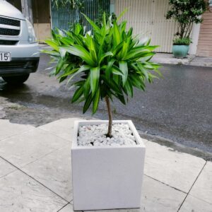 Trúc Bách hợp (Chậu + Cây)  