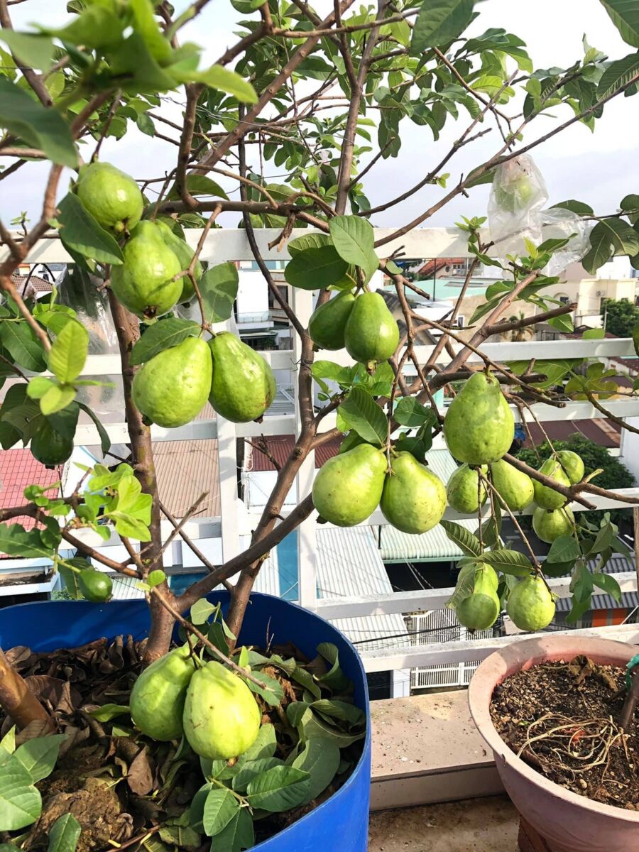 Hướng dẫn cách trồng ổi trên sân thượng Thiết kế sân vườn  Cây Xanh 