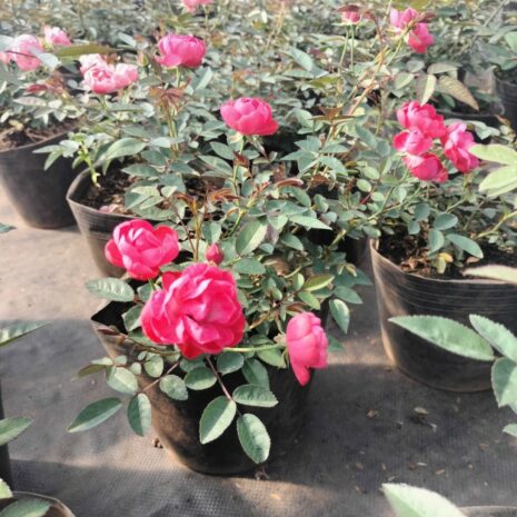 Hoa hồng bụi ( trồng ban công ) Cây quà tặng Cây xanh TPHCM