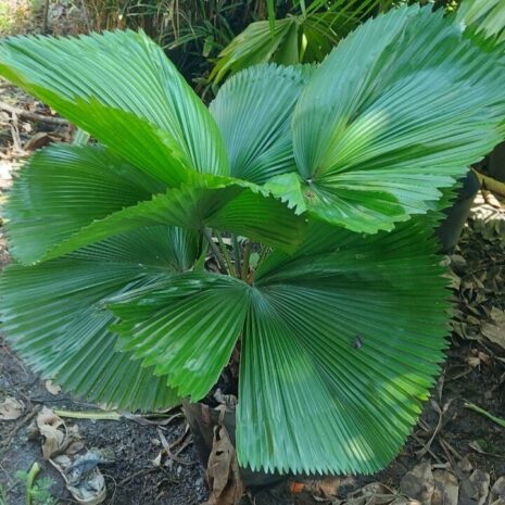 Cây Cọ Nhật Lá Tròn (cây Kè Nhật) Cây để bàn Cây xanh TPHCM