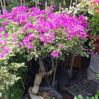 Cây Hoa Giấy Cẩm Thạch Cây cảnh Cây xanh TPHCM