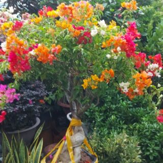 Cây Hoa Giấy Thái Ngũ Sắc Cây ban công Cây xanh TPHCM