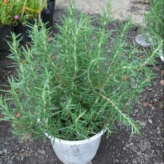 Cây Hương Thảo công trình Cây cỏ Cây xanh TPHCM