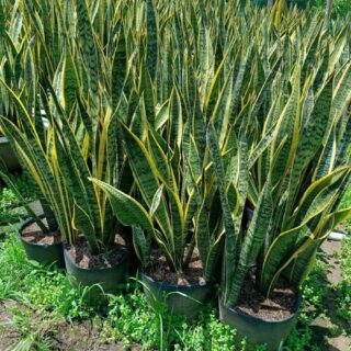 Cây Lưỡi Hổ (viền vàng, viền xanh) Cây ban công Cây lưỡi hổ viền vàng