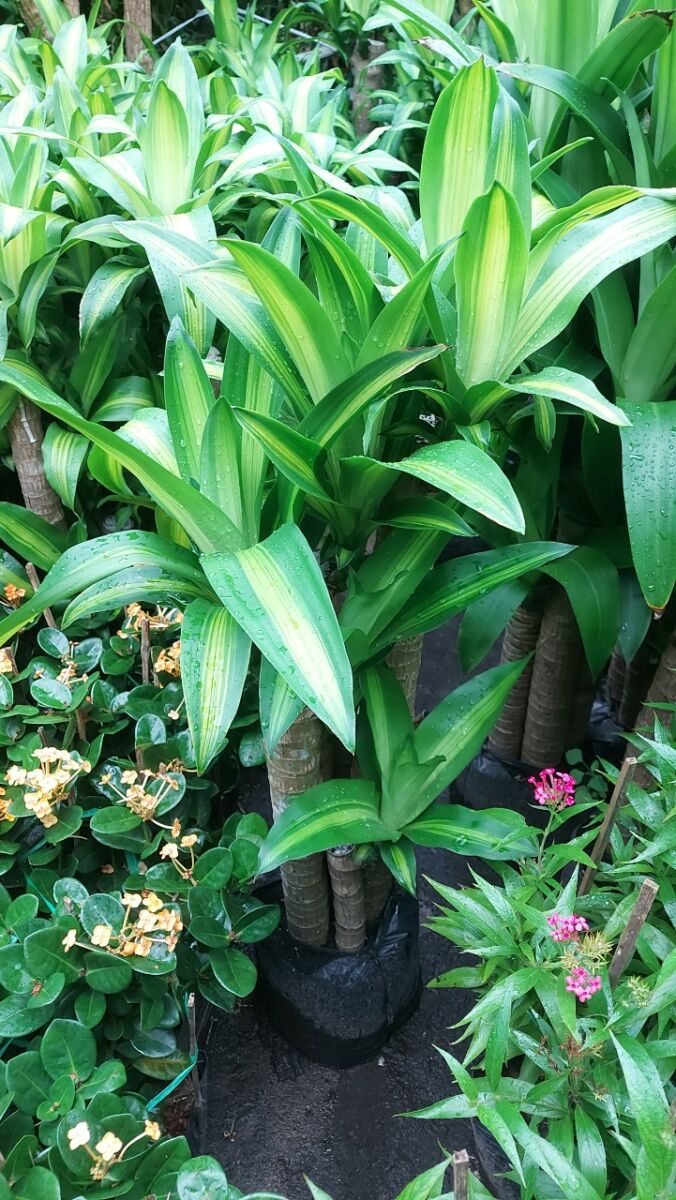 Chậu + Cây Phát Tài Khúc  