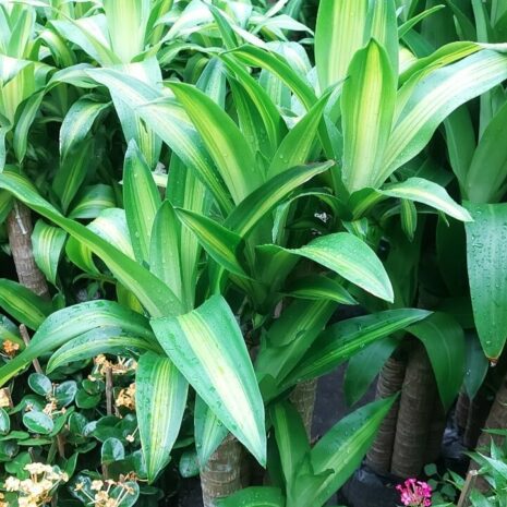 Cây Phát Tài khúc Cây cảnh Cây phát tài