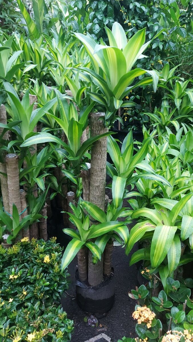 Chậu + Cây Phát Tài Khúc  