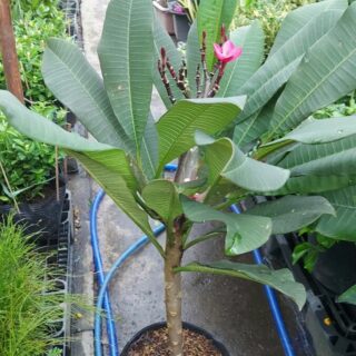 Cây Sứ Đại nhánh nhỏ Cây ban công Cây xanh TPHCM