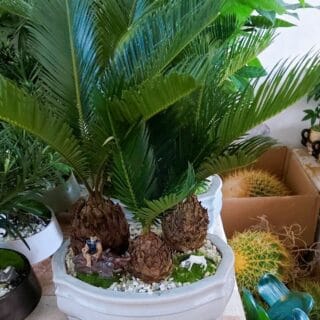 Cây Thiên Tuế Cây ban công Cây xanh TPHCM