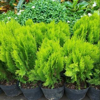 Cây Trắc Bách Diệp ( trắc bá diệp ) Cây ban công Cây Trắc bách diệp cổ thụ