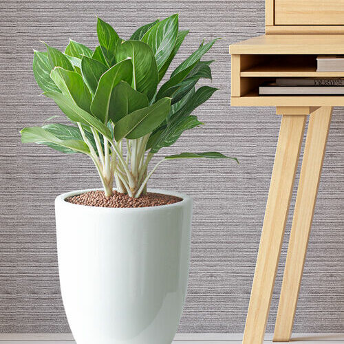 Cây Bạch Mã Hoàng Tử + Chậu cây Cây tặng sếp Cây bạch mã hoàng tử