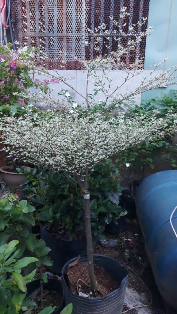 Cây Bàng Đài Loan Cẩm Thạch + Chậu cây  