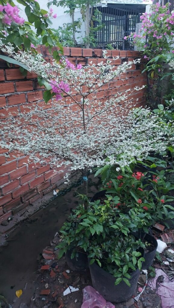 Cây Bàng Đài Loan Cẩm Thạch + Chậu cây  