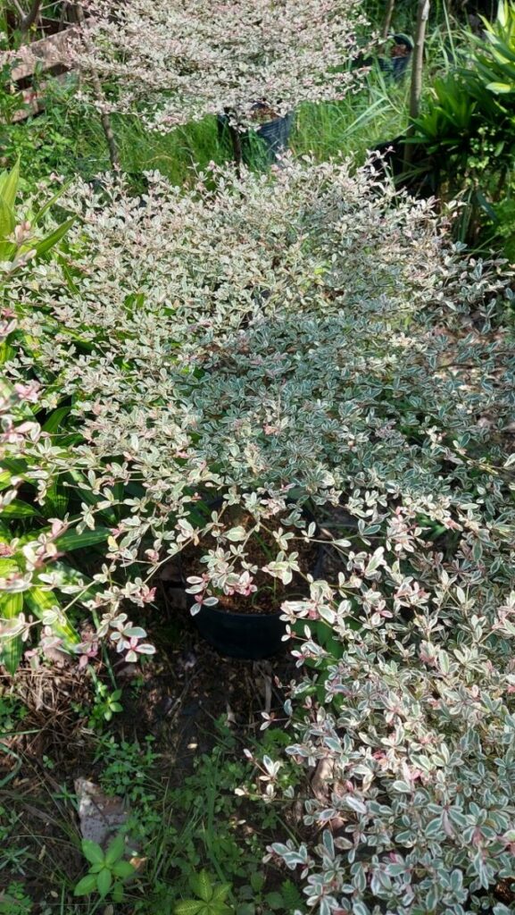 Cây Bàng Đài Loan Cẩm Thạch + Chậu cây  