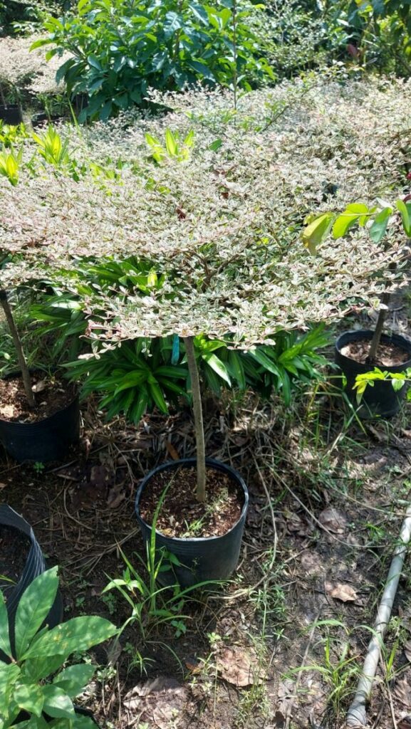 Cây Bàng Đài Loan Cẩm Thạch + Chậu cây  