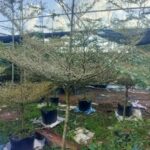 Cây bàng Đài Loan Cẩm Thạch  