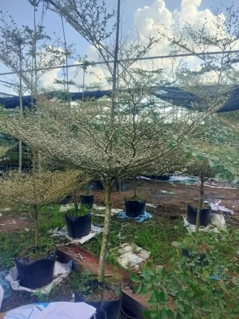 Cây Bàng Đài Loan Cẩm Thạch + Chậu cây  