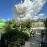 Cây bàng Đài Loan Cẩm Thạch  