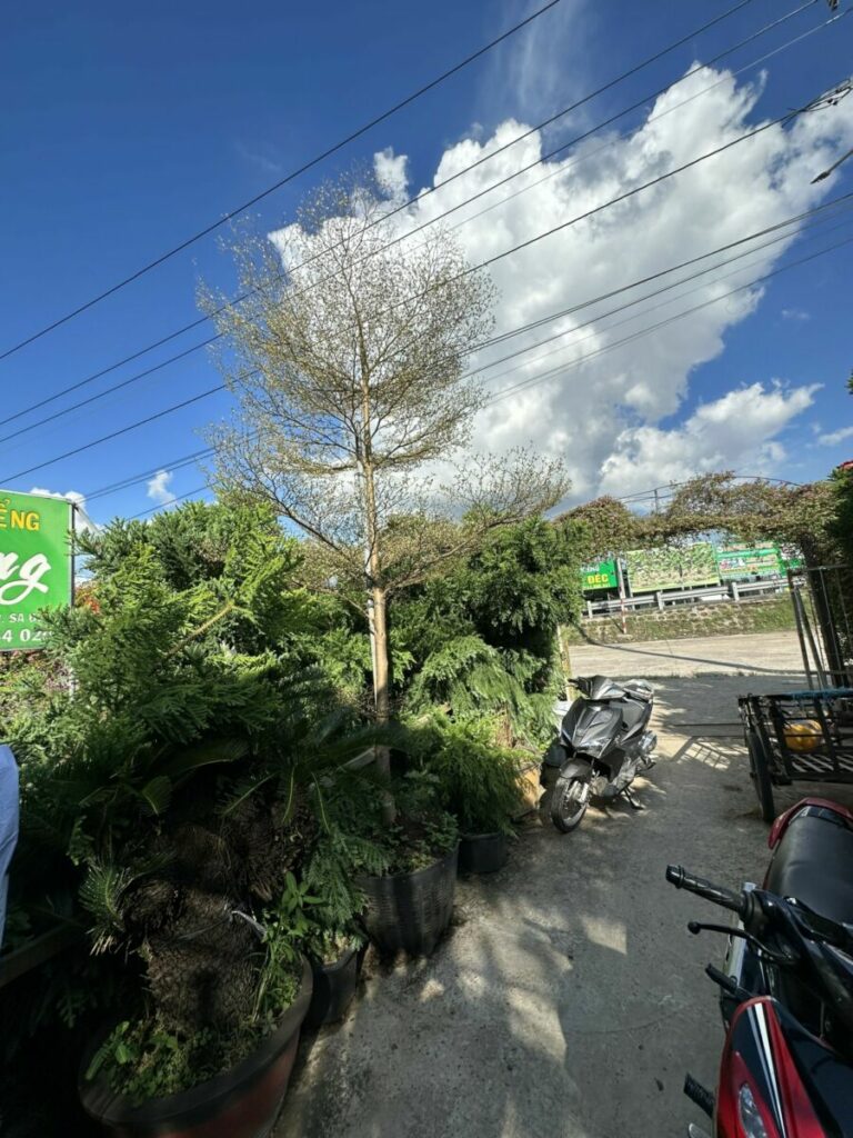 Cây Bàng Đài Loan Cẩm Thạch + Chậu cây  