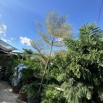 Cây bàng Đài Loan Cẩm Thạch  