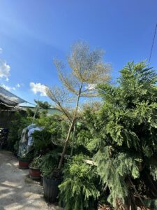 cay-bang-dai-loan-cam-thach-3  