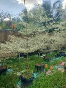 cay-bang-dai-loan-cam-thach-4  