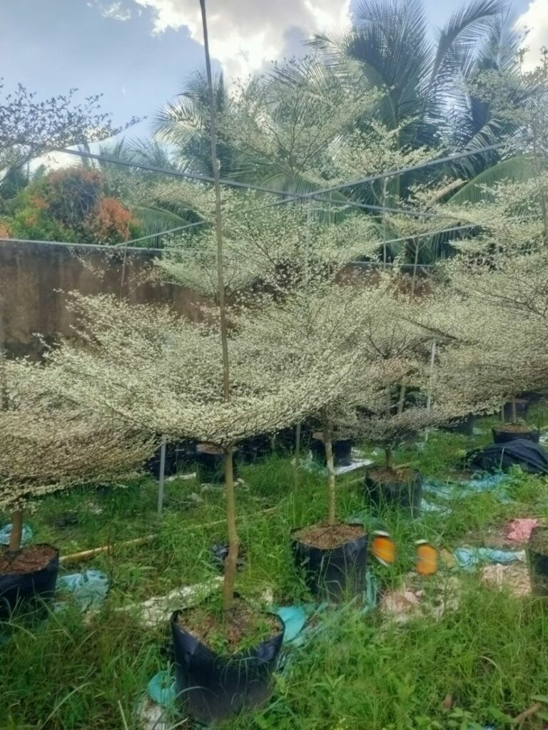 Cây Bàng Đài Loan Cẩm Thạch + Chậu cây  