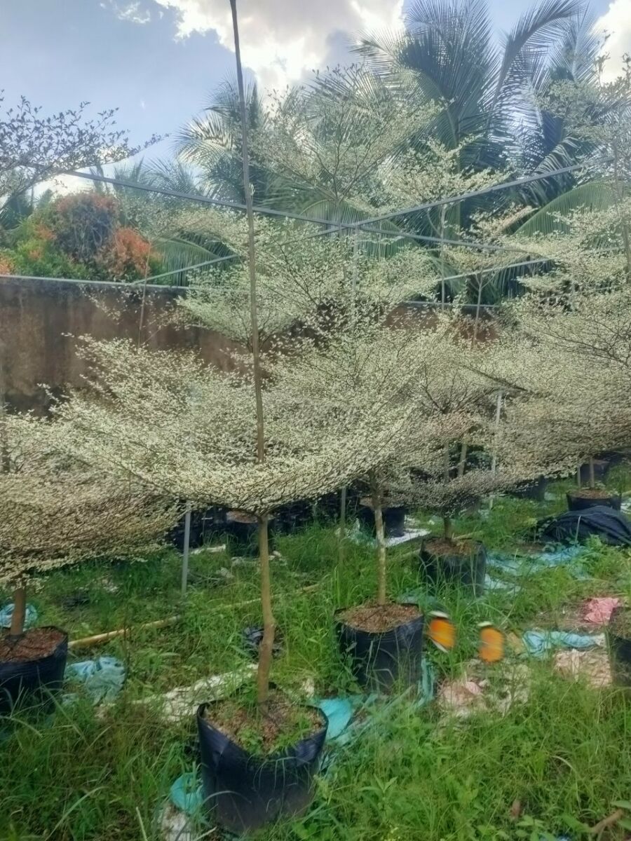 Cây Bàng Đài Loan Cẩm Thạch + Chậu cây  