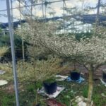 Cây bàng Đài Loan Cẩm Thạch  