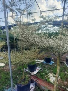 cay-bang-dai-loan-cam-thach-5  