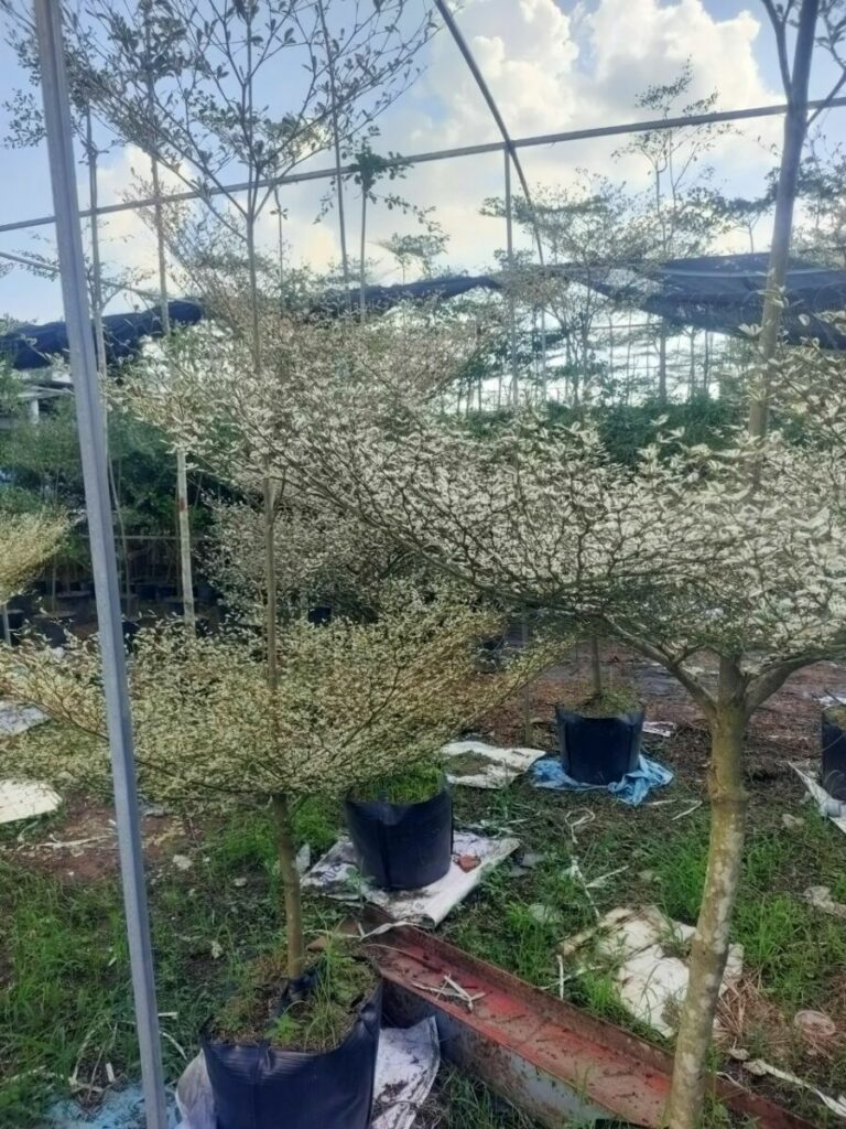 Cây Bàng Đài Loan Cẩm Thạch + Chậu cây  