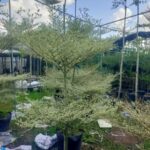 Cây bàng Đài Loan Cẩm Thạch  