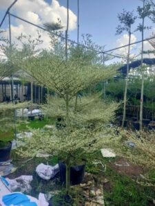 cay-bang-dai-loan-cam-thach-6  