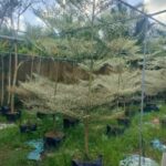 Cây bàng Đài Loan Cẩm Thạch  