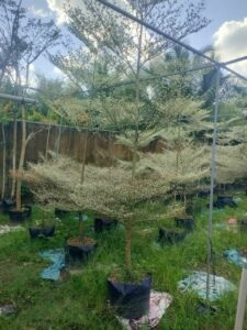 cay-bang-dai-loan-cam-thach-7  