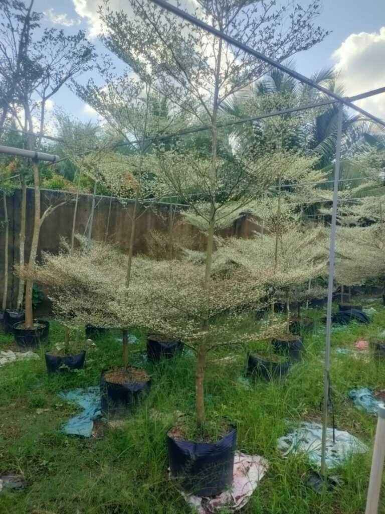 Cây Bàng Đài Loan Cẩm Thạch + Chậu cây  