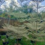 Cây bàng Đài Loan Cẩm Thạch  