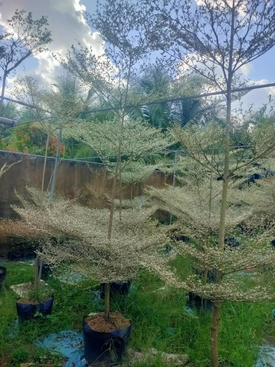 Cây Bàng Đài Loan Cẩm Thạch + Chậu cây  