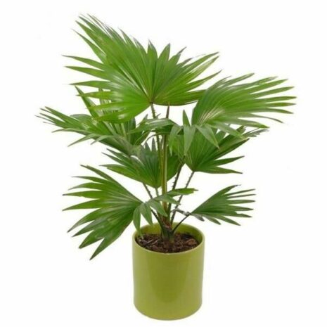 Cây cọ Nhật Cây ngoài trời Cây cọ