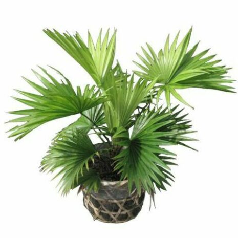 Cây cọ ta ( Cọ Việt Nam) Cây cảnh Cây cọ