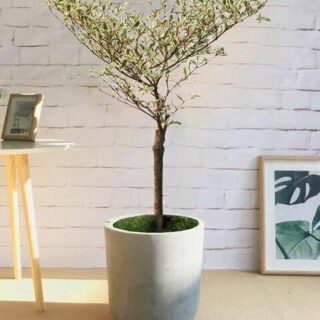 Cây Bàng Đài Loan Cẩm Thạch + Chậu cây Cây để bàn Cây bàng