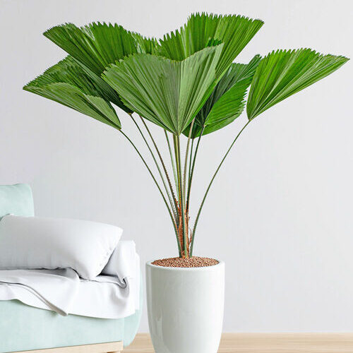 Cây Cọ Nhật + Chậu cây Cây tặng đám cưới Cây xanh quà tặng