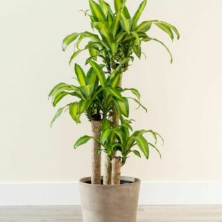 Chậu + Cây Phát Tài Khúc Cây hành lang Cây phát tài