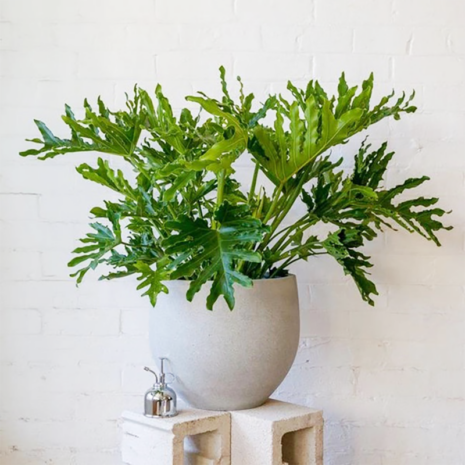 Cây Trầu Bà Thanh Xuân + Chậu cây Cây để bàn Cây trầu bà