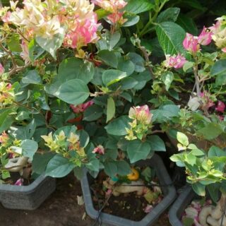 Cây hoa giấy Ấn Độ (hoa giấy tự đổi màu) Cây ban công Cây xanh TPHCM