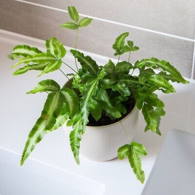 Cây dương xỉ ánh tuyết Cây cỏ Cây dương xỉ